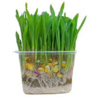 Микрозелень Кукуруза, 180г