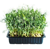 Микрозелень Горох, 350г
