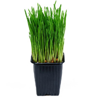 Травка пророщенная Овес маленький лоток, 135г