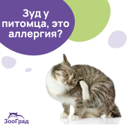Как определить аллергию у кошек?