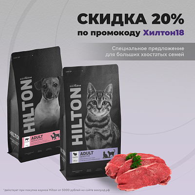 Хилтон для Больших хвостатых компаний