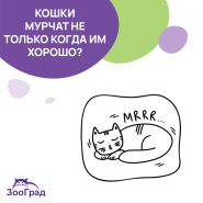 Кошка мурчит не только когда ей хорошо!