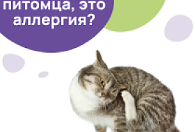 Как определить аллергию у кошек?